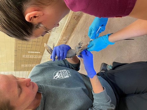 Ferchaw and Thompson performing a blood draw on a lizard